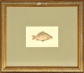 Bocianowska Elżbieta - "Karp"